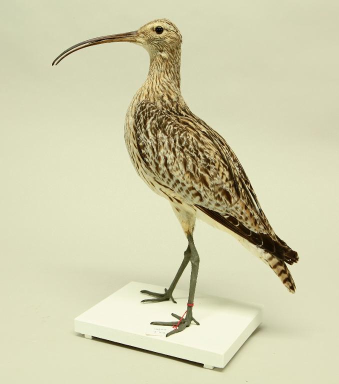 animal naturalisé : oiseau : Courlis cendré