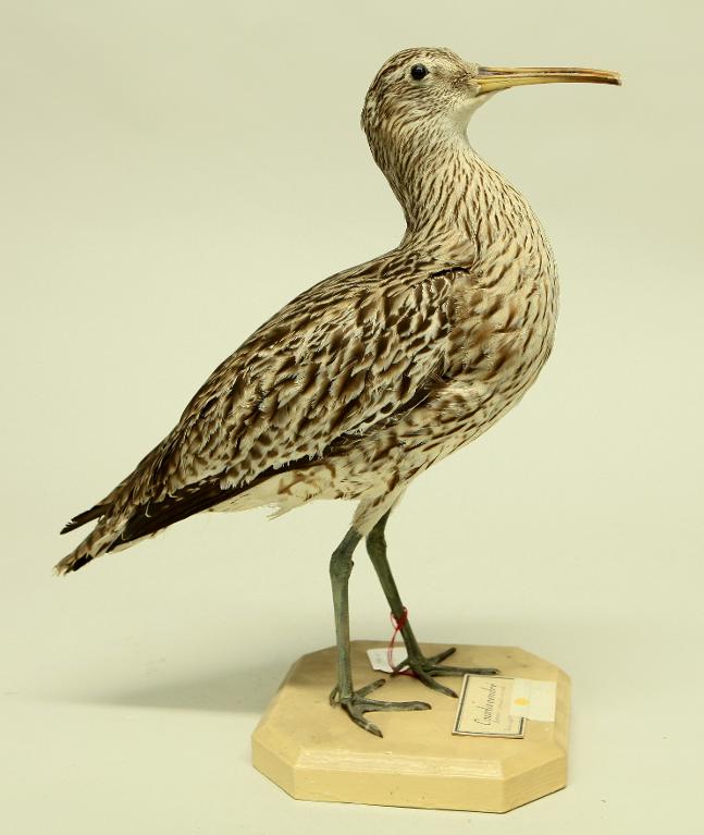 animal naturalisé : oiseau : Courlis cendré