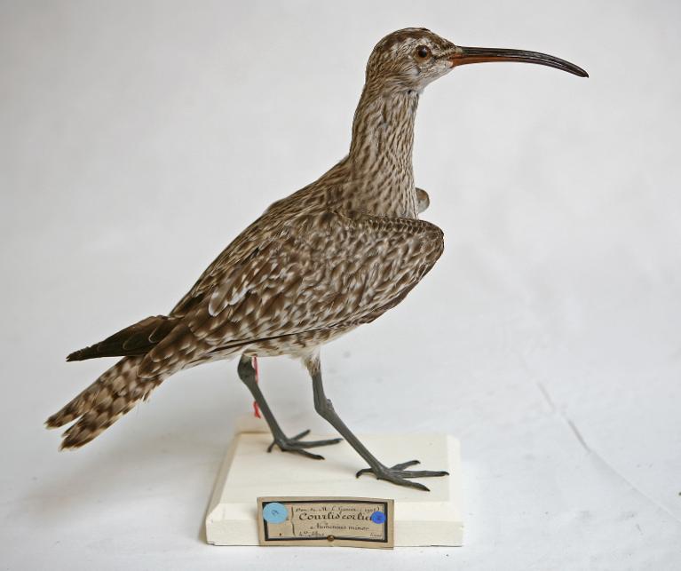 animal naturalisé : oiseau : Courlis corlieu
