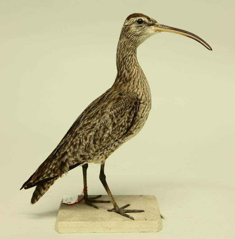 animal naturalisé : oiseau : Courlis corlieu