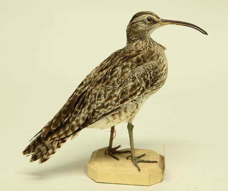 animal naturalisé : oiseau : Courlis corlieu