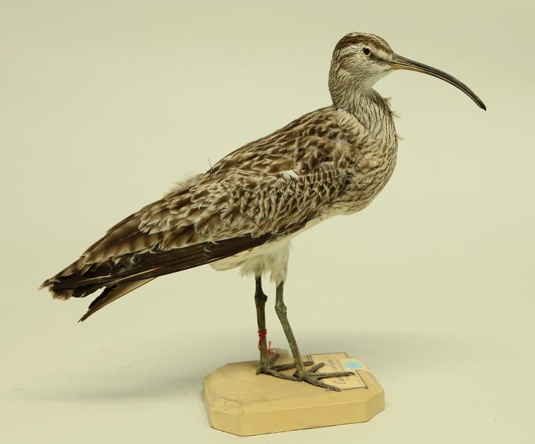 animal naturalisé : oiseau : Courlis corlieu