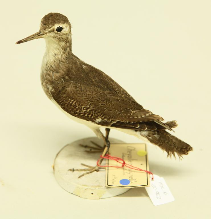 animal naturalisé : oiseau : Chevalier guignette