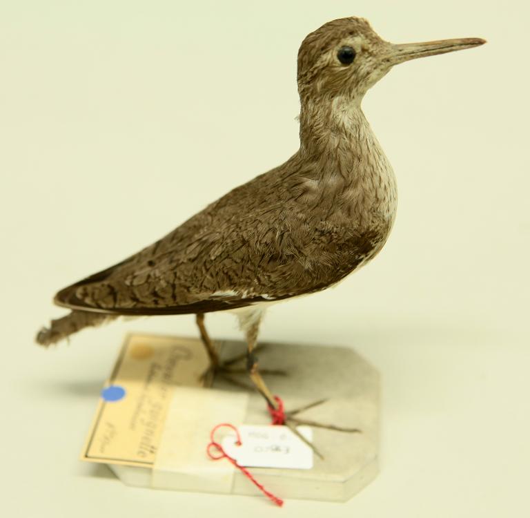 animal naturalisé : oiseau : Chevalier guignette