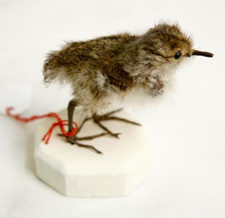 animal naturalisé : oiseau : Chevalier guignette