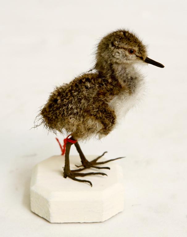 animal naturalisé : oiseau : Chevalier guignette