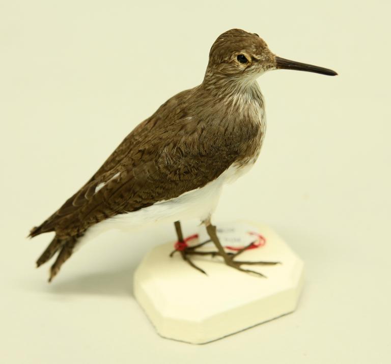 : oiseau : Chevalier guignette