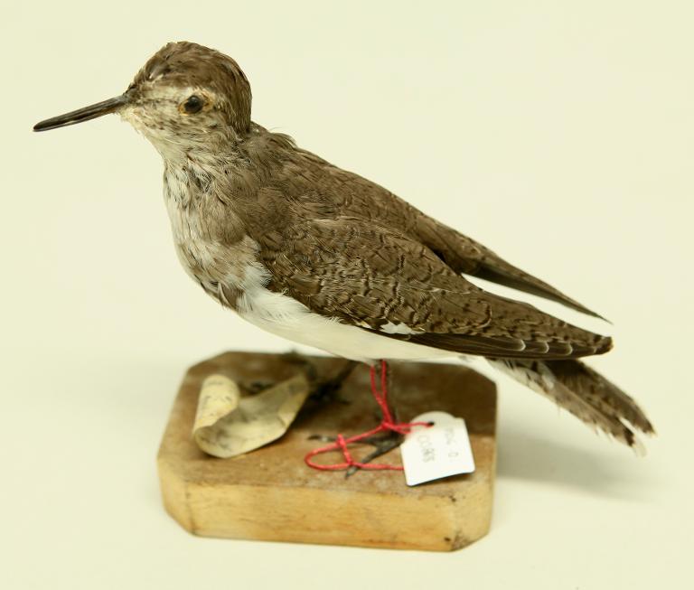 animal naturalisé : oiseau : Chevalier guignette