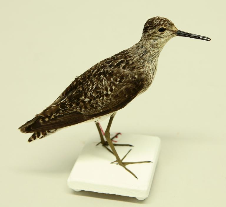 animal naturalisé : oiseau : Chevalier sylvain