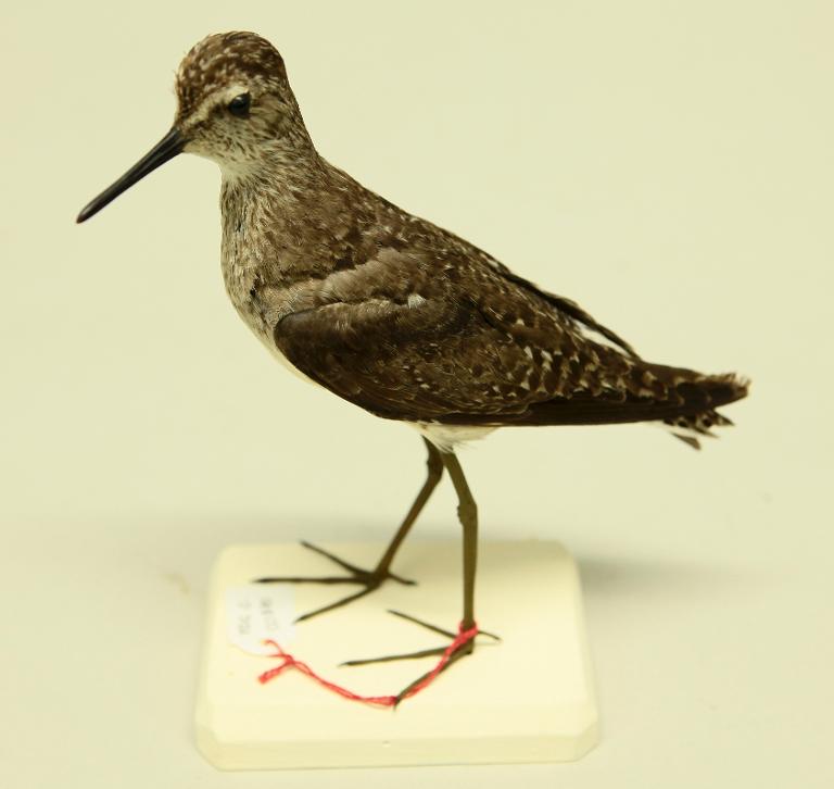 animal naturalisé : oiseau : Chevalier sylvain