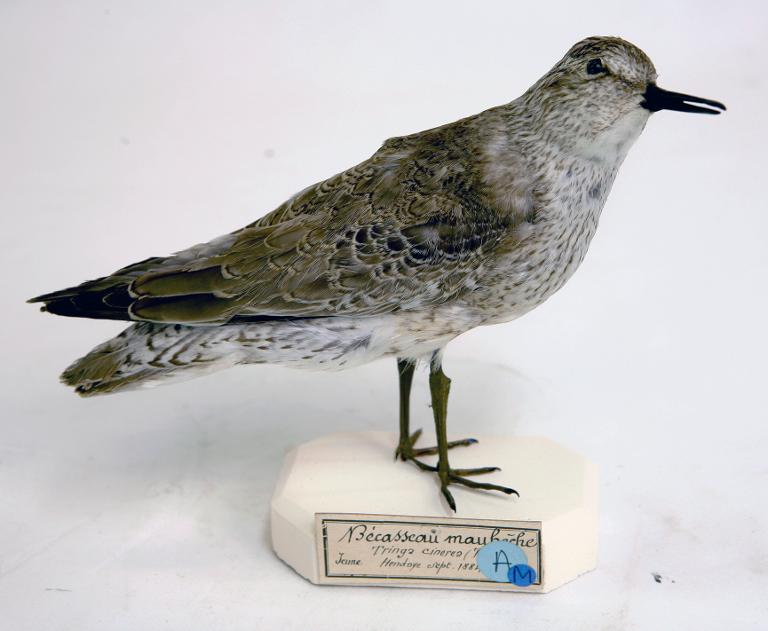 animal naturalisé : oiseau : Bécasseau maubèche