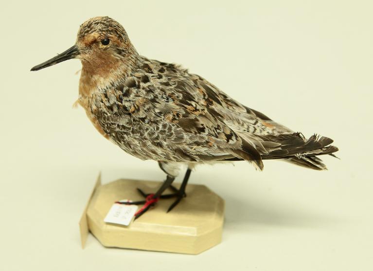 animal naturalisé : oiseau : Bécasseau maubèche