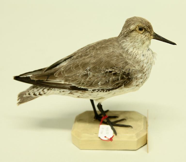 animal naturalisé : oiseau : Bécasseau maubèche