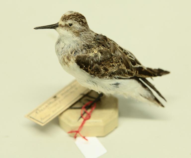 animal naturalisé : oiseau : Bécasseau minute