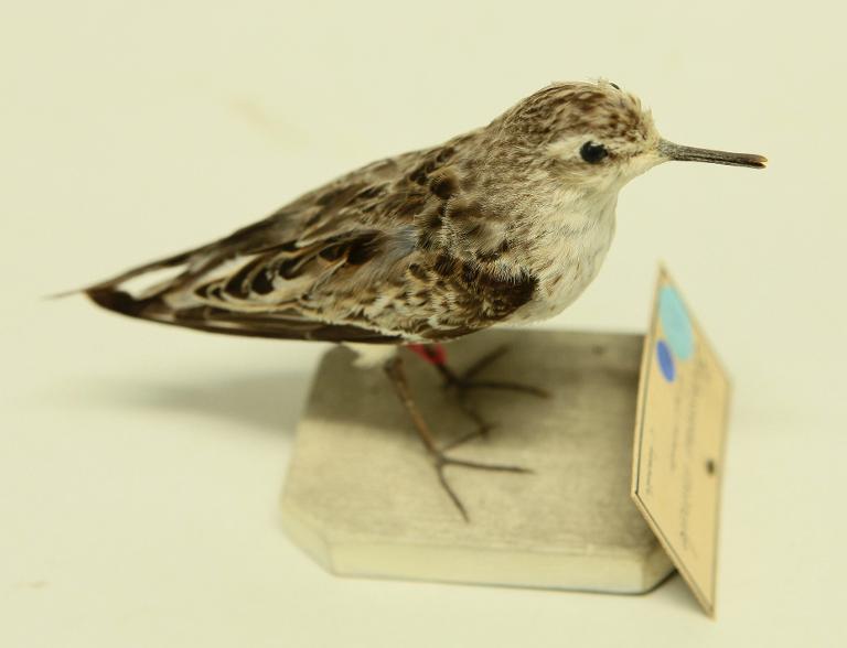animal naturalisé : oiseau : Bécasseau minute