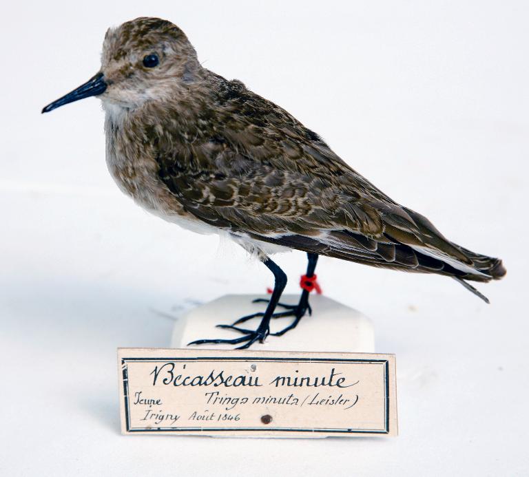 animal naturalisé : oiseau : Bécasseau minute