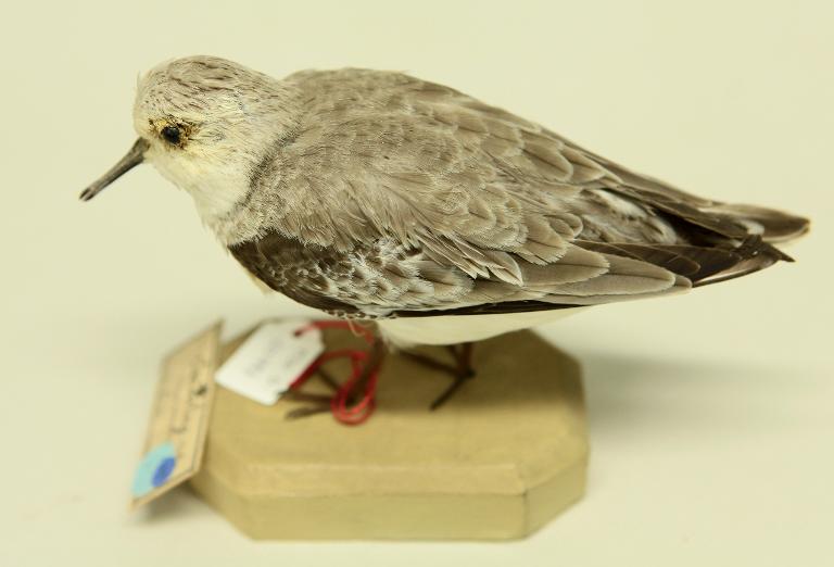 animal naturalisé : oiseau : Bécasseau sanderling