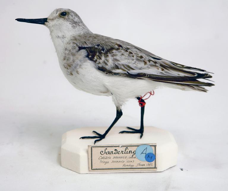 animal naturalisé : oiseau : Bécasseau sanderling