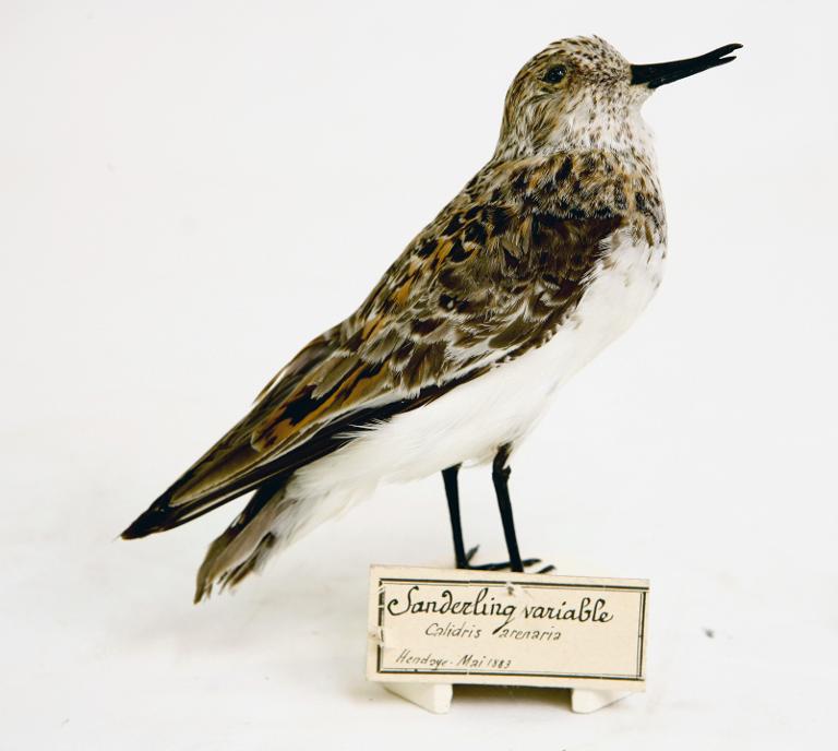 animal naturalisé : oiseau : Bécasseau sanderling