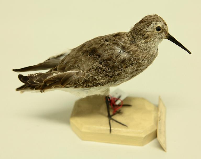 animal naturalisé : oiseau : Bécasseau variable