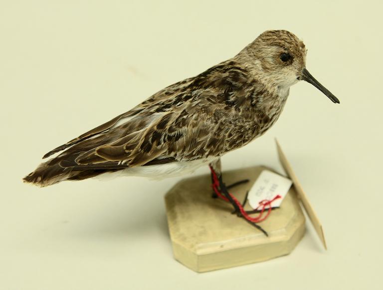 animal naturalisé : oiseau : Bécasseau sanderling