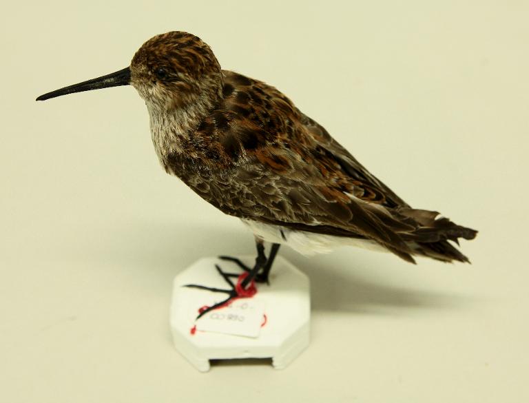 animal naturalisé : oiseau : Bécasseau variable