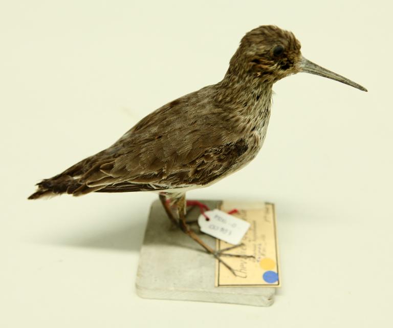 animal naturalisé : oiseau : Chevalier guignette