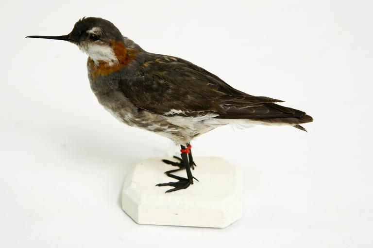 animal naturalisé : oiseau : Phalarope à bec étroit
