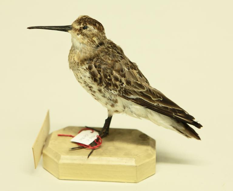 animal naturalisé : oiseau : Bécasseau cocorli