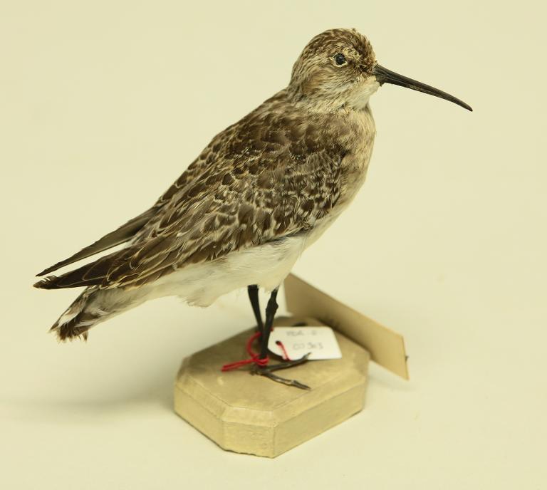 animal naturalisé : oiseau : Bécasseau cocorli