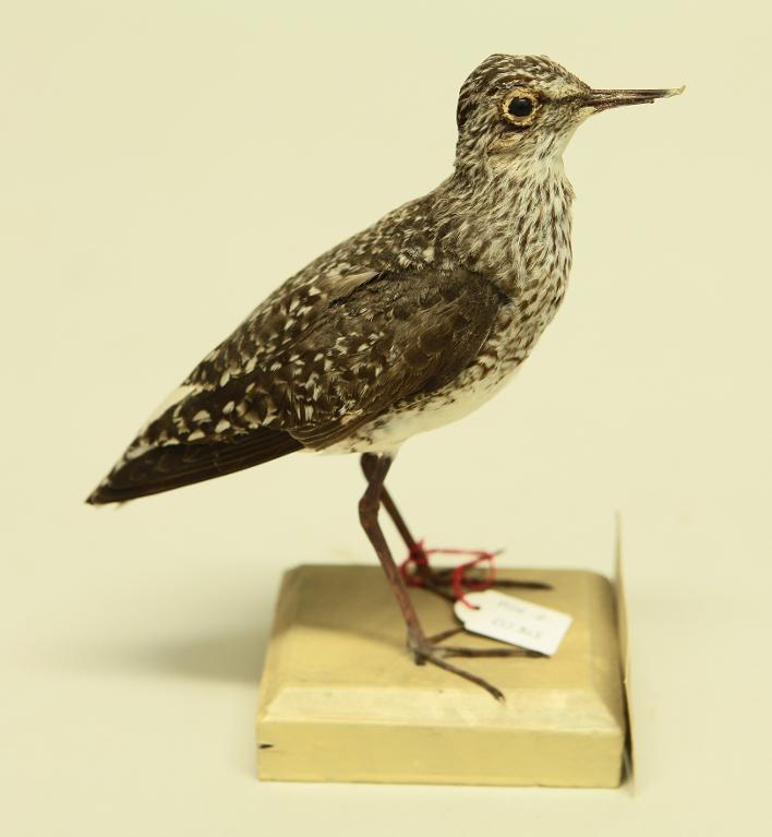 animal naturalisé : oiseau : Chevalier cul-blanc