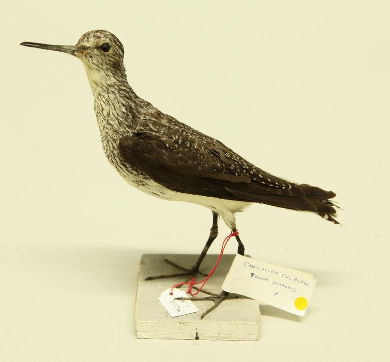 animal naturalisé : oiseau : Chevalier cul-blanc