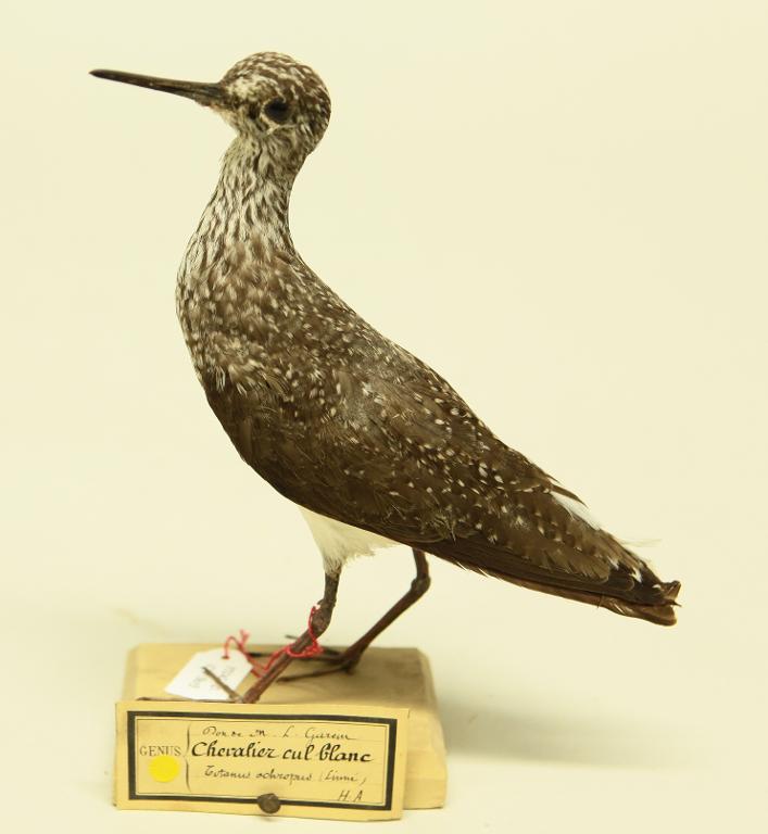 animal naturalisé : oiseau : Chevalier cul-blanc