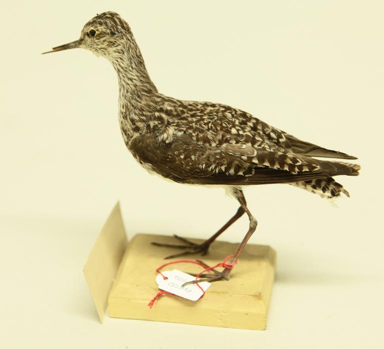 animal naturalisé : oiseau : Chevalier cul-blanc