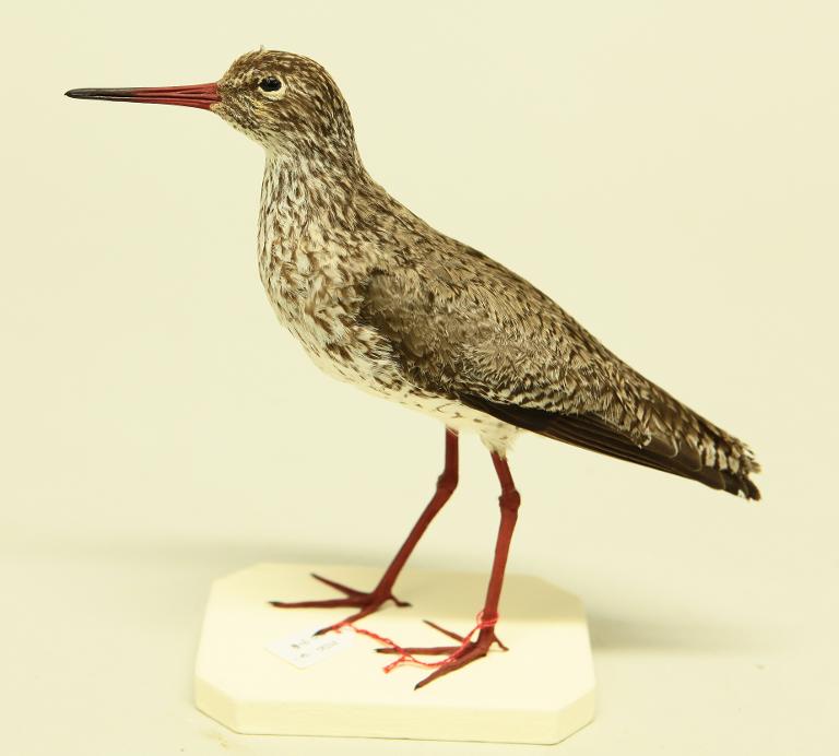 animal naturalisé : oiseau : Chevalier gambette