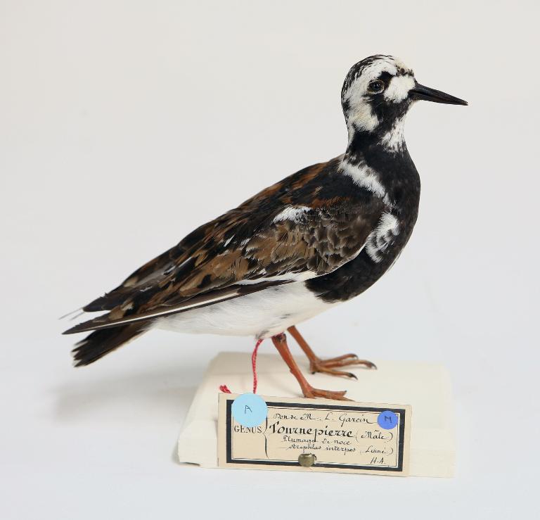 animal naturalisé : oiseau : Tournepierre à collier