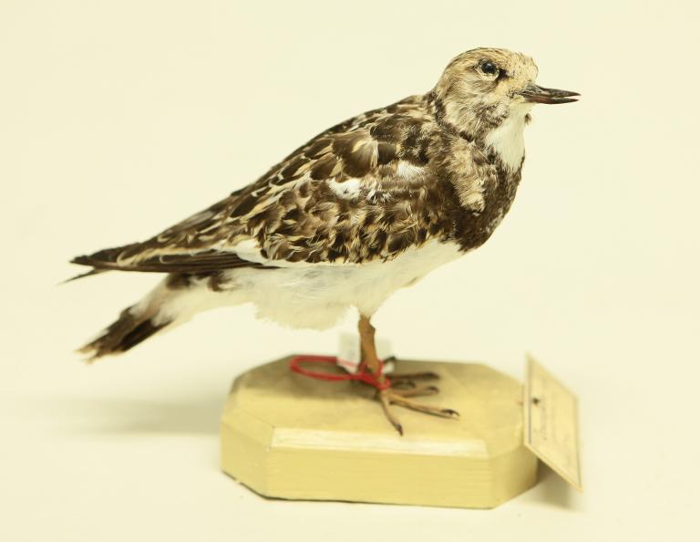 animal naturalisé : oiseau : Tournepierre à collier