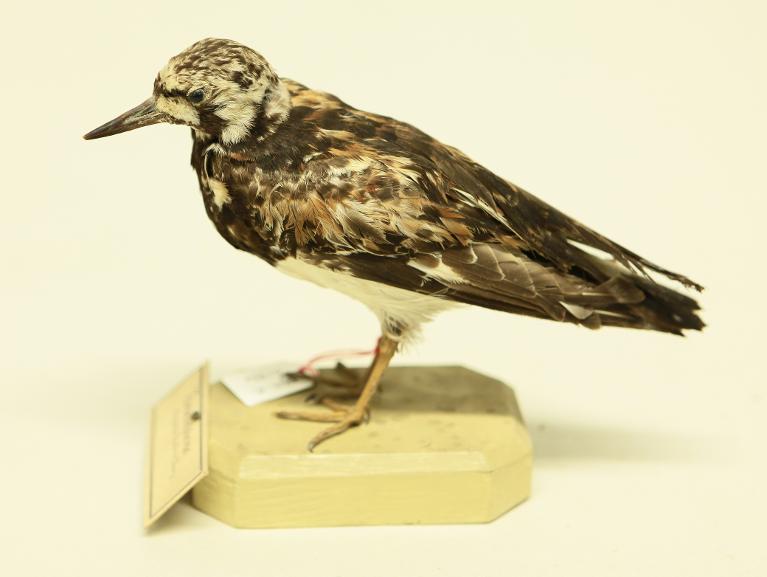 animal naturalisé : oiseau : Tournepierre à collier