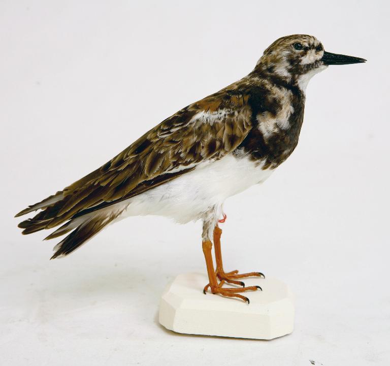 animal naturalisé : oiseau : Tournepierre à collier