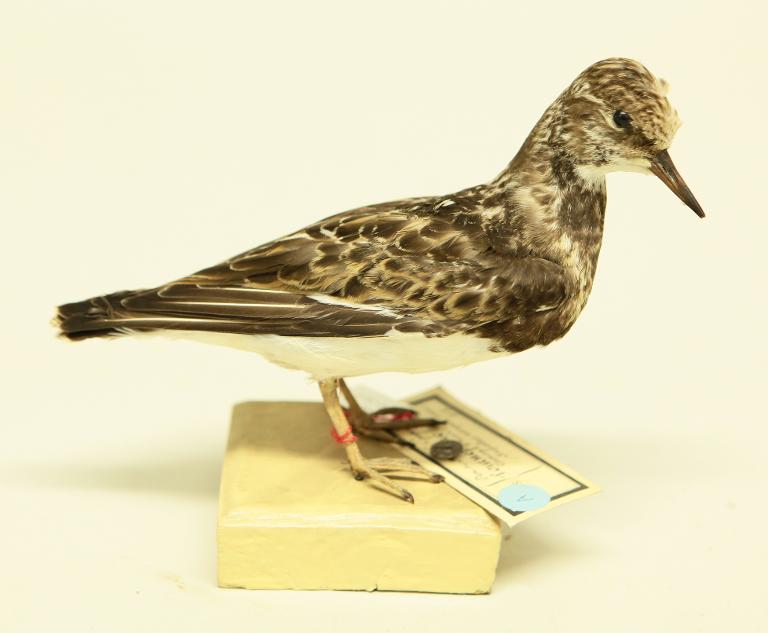 animal naturalisé : oiseau : Tournepierre à collier