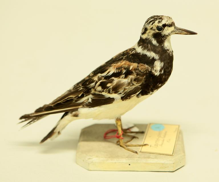 animal naturalisé : oiseau : Tournepierre à collier