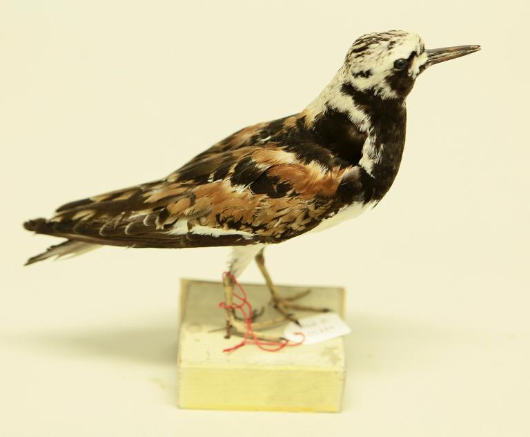 animal naturalisé : oiseau : Tournepierre à collier