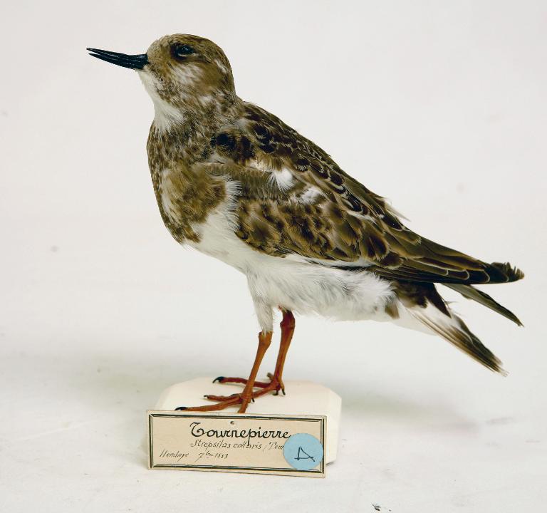 animal naturalisé : oiseau : Tournepierre à collier