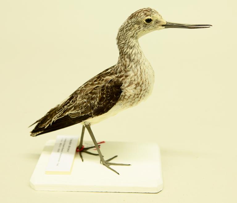 animal naturalisé : oiseau : Chevalier aboyeur