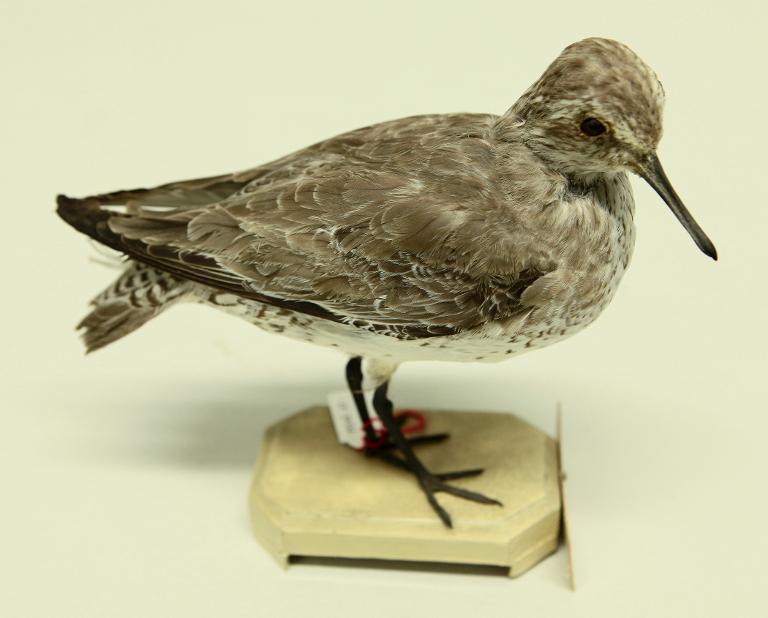 animal naturalisé : oiseau : Bécasseau maubèche