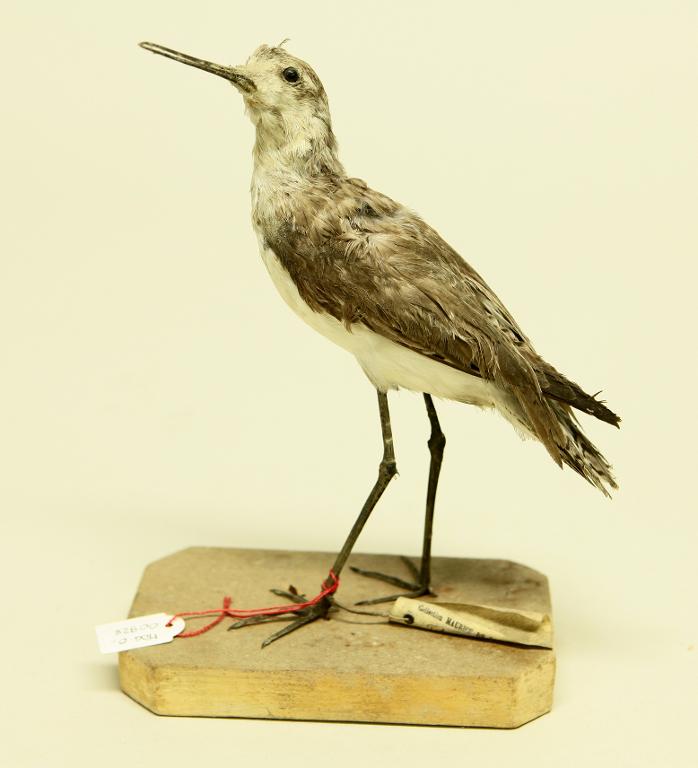 animal naturalisé : oiseau : Chevalier stagnatile