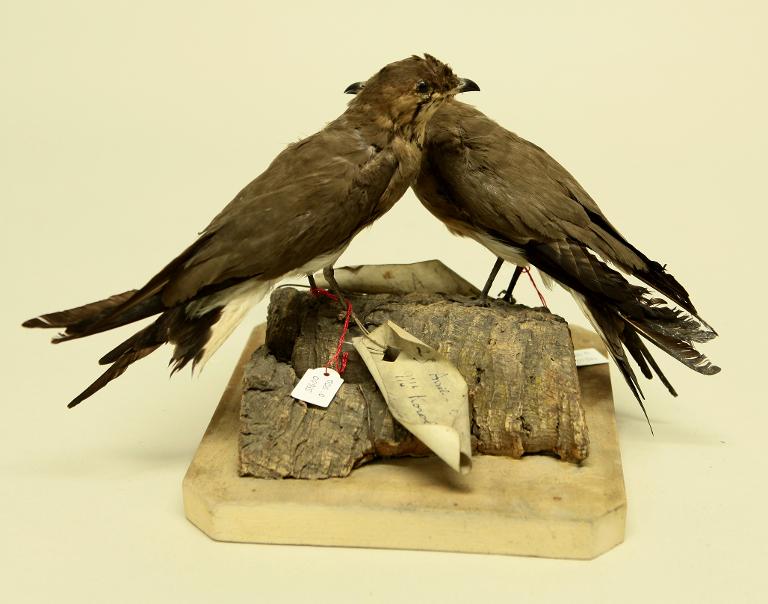 animal naturalisé : oiseau : Glaréole à collier