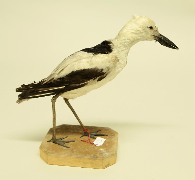 animal naturalisé : oiseau : Drome ardéole