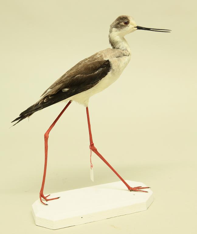 animal naturalisé : oiseau : Echasse blanche