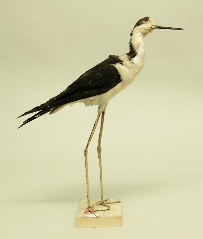 animal naturalisé : oiseau : Echasse blanche